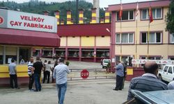 ÇAYKUR’un mevsimlik işçi alım kuralarında Veliköy Çay Fabrikası kura sonuçları belli oldu
