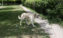 Eskişehir'de Sahipsiz Köpekler Endişe Yaratıyor