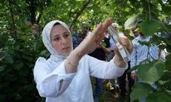 Karadeniz Tarımsal Araştırma Enstitüsü, Kokarcayla Biyolojik Mücadele İçin 14 Bin Samuray Arısını Doğaya Saldı