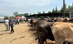 Düzce'de hayvan pazarındaki hareketliliğin haftaya başlaması bekleniyor