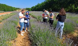 Lavanta Bahçeleriyle Doğanın Renkleri: Safranbolu ve Sakarya’da Ziyaretçileri Büyülüyor