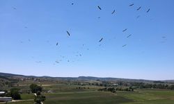 Kastamonu'nun Devrekani ilçesinde Leyleklerin Büyüleyici Dansı Dronla Görüntülendi