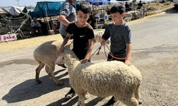 Antalya'da Kurban Pazarı Hareketliliği Sürüyor