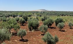 Kilis'te Zeytin Üreticileri Yüksek Rekolte Bekliyor