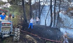 Sakarya'da Orman Yangını: 5 Hektarlık Alan Zarar Gördü