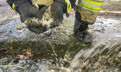 Düzce'de yangında dumandan etkilenen kedi yavrusunu itfaiye veterinere yetiştirdi