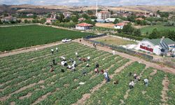 ANKARA - Çubuk'ta turşuluk salatalığın rekoltesi üreticiyi memnun etti