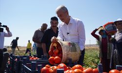 GAZİANTEP - Belediyenin üreticiye verdiği fidelerin ürünleri toplanıyor