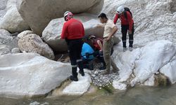 ANTALYA - Dere yatağında yaralı bulunan yaban keçisi kurtarıldı