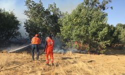 BİNGÖL - Çıkan orman ve örtü yangınları söndürüldü