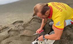 HATAY - Çuvala dolanan caretta caretta yavrusu kurtarıldı