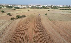 KIRKLARELİ - Trakya'da ayçiçeği hasadı sürüyor