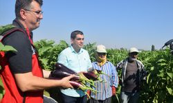 ŞANLIURFA - Tescilli Birecik Patlıcanı'nın hasadı başladı