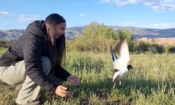 (VİDEO-GRAFİK) Poyrazkuşu 5 günde 8 bin kilometreye yakın kanat çırpıp Kızıldeniz'e ulaştı