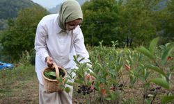 Arazisinde aronya yetiştiren kadın girişimci, ilk hasadında büyük şehirlere satışa başladı