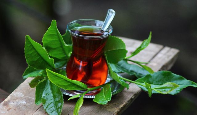 Rize Çay Araştırma Ve Uygulama Merkezi (Çaymer), 2,5 Yaprak Yaş Çay toplama kampanyası başlattı