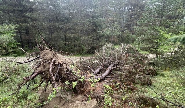 Bolu'da Fırtınada Devrilen Çam Ağaçlarının Kaldırılması İçin Çalışma Başlatıldı