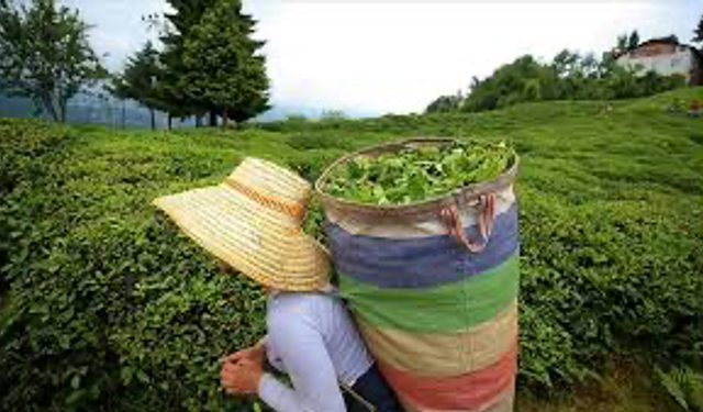 Tarım ve Orman Bakanlığı 2024 Yılı İçin Yaş Çay Alım Fiyatını Açıkladı