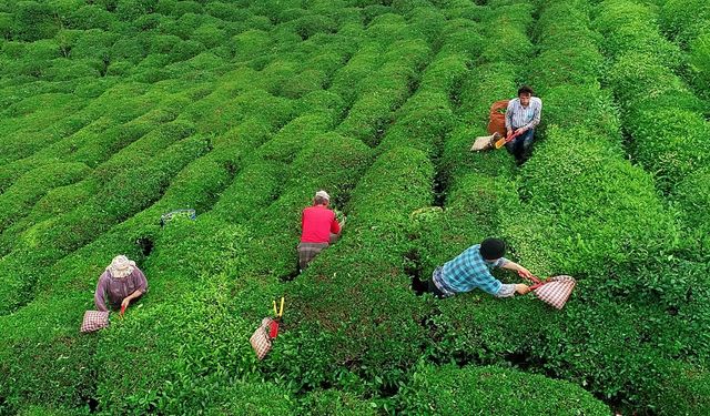 Doğu Karadeniz'de 2024 Yaş çay sezonu yarın başlıyor