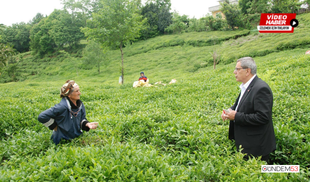 Rize Milletvekili Tahsin Ocaklı: Çay üreticileri yoksulluğa mahkum ediliyor