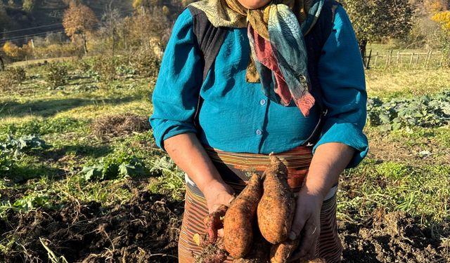 Giresun'da tatlı patatesin çiftçiye yeni gelir kaynağı olması hedefleniyor