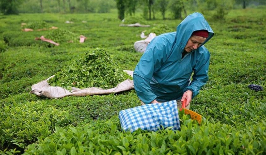 ÇAYKUR'da 2024 yılı yaş çay sezonu sona eriyor